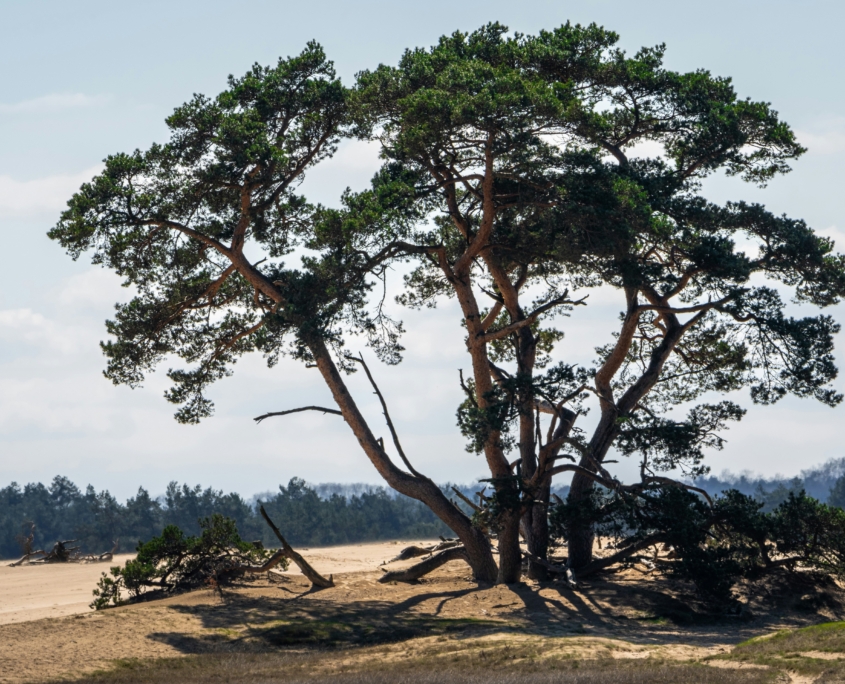 Taxi Hoge Veluwe